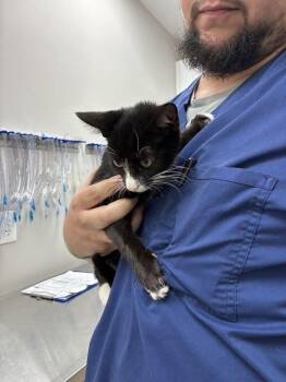Neptune -  Domestic Short Hair Cat for Adoption in Marietta, Georgia - Neptune | PetCurious