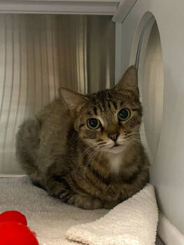 Rescue Domestic Short Hair Cats for Adoption in Twinsburg, Ohio - Clawdia | PetCurious