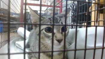 RUBI -  Domestic Short Hair Cat for Adoption in Doral, Florida - RUBI | PetCurious