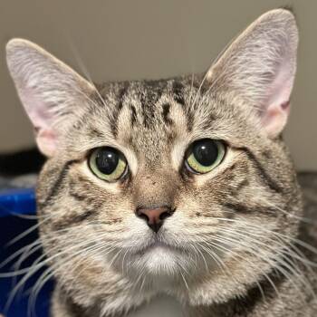 Phyllo -  Domestic Short Hair Cat for Adoption in Victor, New York - Phyllo | PetCurious