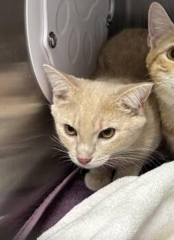 Lumen -  Domestic Short Hair Cat for Adoption in West Chester, Pennsylvania - Lumen | PetCurious