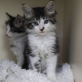 Emmett -  Domestic Medium Hair Cat for Adoption in Los Angeles, California - Emmett | PetCurious