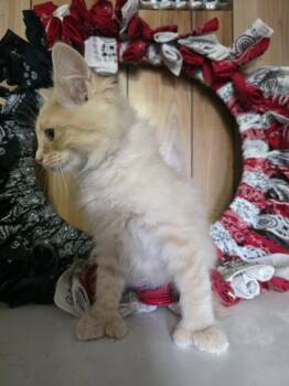 Butterscotch -  Extra Toes Cat Hemingway Polydactyl and Domestic Medium Hair Cat for Adoption in Cosby, Tennessee - Butterscotch | PetCurious