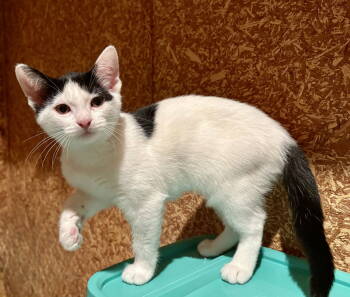 Rescue Domestic Short Hair Cats for Adoption in Walled Lake, Michigan - Elisheva (Must Be Adopted With Esteban) | PetCurious