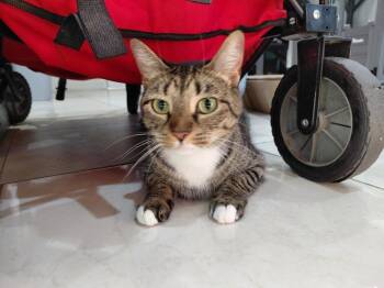 Domestic Short Hair Cats Available for Adoption - Princess | PetCurious