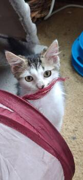 Domestic Medium Hair Cats Available for Adoption in Adrian, Michigan - Maisey | PetCurious