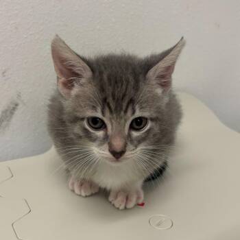 Zucchini Bread Z2 -  Domestic Short Hair Cat for Adoption in Edinburg, Texas - Zucchini Bread Z2 | PetCurious