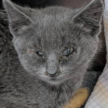 Lilith -  Domestic Short Hair Cat for Adoption in Buffalo, Wyoming - Lilith | PetCurious