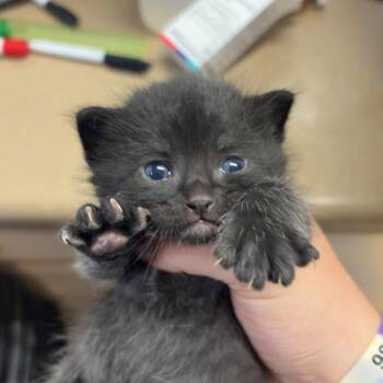 Nugget -  American Shorthair Cat for Adoption in Tipton, Iowa - Nugget | PetCurious