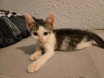 Bee -  Domestic Short Hair Cat for Adoption in Chicago, Illinois - Bee | PetCurious