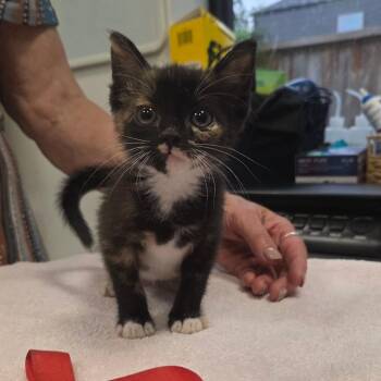 Tealeaf -  Domestic Short Hair Cat Available for Adoption in Houston, Texas - Tealeaf | PetCurious