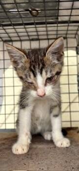 Rescue Domestic Short Hair Cats for Adoption in Honolulu, Hawaii - 59583241 | PetCurious