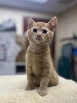 BOPPITY -  Domestic Short Hair Cat for Adoption in Aliquippa, Pennsylvania - BOPPITY | PetCurious