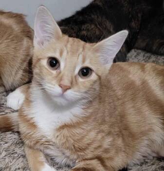 Ren 2 -  Domestic Short Hair Cat for Adoption in Riverside, California - Ren 2 | PetCurious