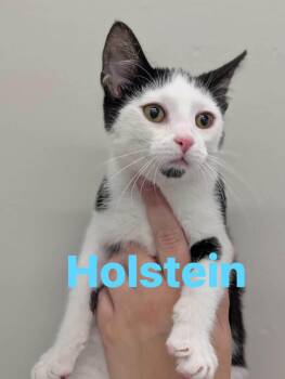Holstein -  Domestic Short Hair Cat for Adoption in Cowlesville, New York - Holstein | PetCurious