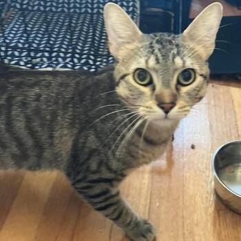 Rescue Domestic Short Hair Cats for Adoption in Chicago, Illinois - Bat | PetCurious