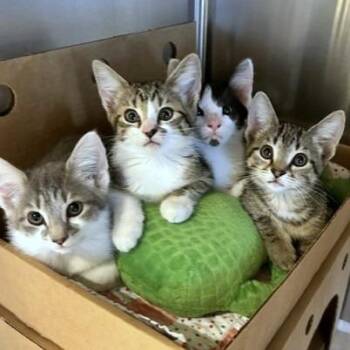 Capricorn -  Domestic Long Hair Cat for Adoption - Capricorn | PetCurious