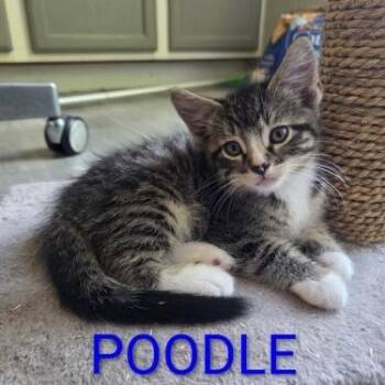 Poodle -  Domestic Short Hair Cat for Adoption in Bentonville, Arkansas - Poodle | PetCurious