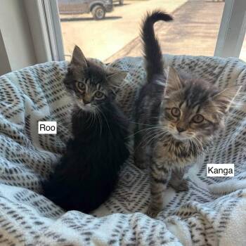 Kanga -  Domestic Medium Hair Cat for Adoption in Madison, Wisconsin - Kanga | PetCurious