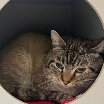 Domestic Short Hair Cats Available for Adoption - Axel | PetCurious