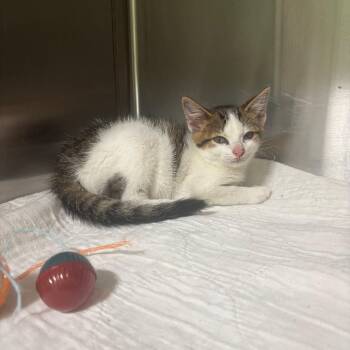 Ripley -  Domestic Short Hair Cat for Adoption in Brookfield, Missouri - Ripley | PetCurious