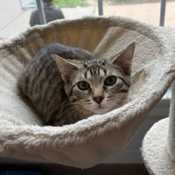 Rescue Domestic Medium Hair Cats for Adoption in South Elgin, Illinois - Heather | PetCurious