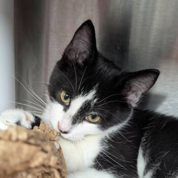 Kruz -  Domestic Short Hair Cat for Adoption in Seattle, Washington - Kruz | PetCurious