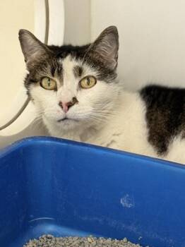 Domestic Short Hair Cats Available for Adoption in Springfield, Missouri - Noni | PetCurious