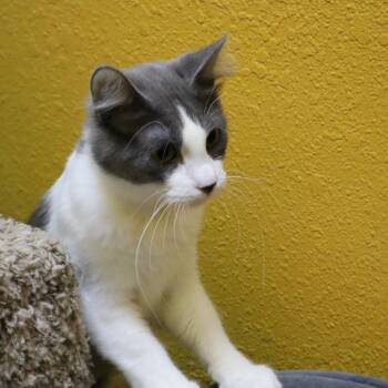 Stevie -  Domestic Short Hair Cat for Adoption in Springfield, Missouri - Stevie | PetCurious