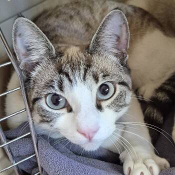 Rescue Snowshoe Cats for Adoption in Agoura Hills, California - Cashew | PetCurious