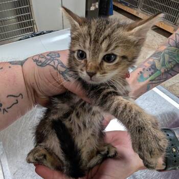 pea 3 -  Domestic Short Hair Cat for Adoption in Titusville, Florida - Pea 3 | PetCurious