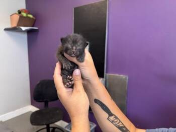 Nimbus -  Domestic Short Hair Cat for Adoption in Salt Lake City, Utah - Nimbus | PetCurious