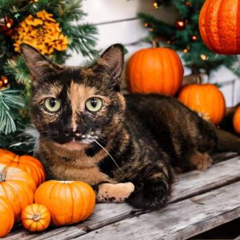 Rescue Domestic Short Hair Cats for Adoption in Prince Frederick, Maryland - Lucy | PetCurious