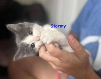 Rescue Domestic Short Hair Cats for Adoption in Lewis Center, Ohio - Stormy (Jenna's 2 Kittens 2) | PetCurious