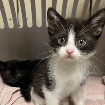 Panda -  Domestic Short Hair Cat for Adoption in Dekalb, Illinois - Panda | PetCurious