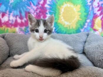 HUNT -  Domestic Short Hair Cat for Adoption in Colorado Springs, Colorado - HUNT | PetCurious
