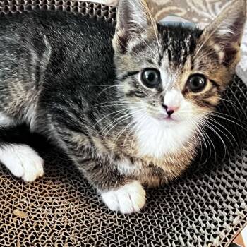 Pepperoni -  American Shorthair Cat for Adoption in Bethel, Connecticut - Pepperoni | PetCurious