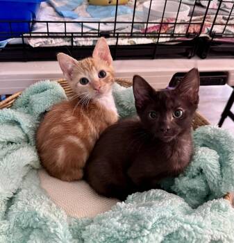 Binx -  Domestic Short Hair Cat for Adoption in West Palm Beach, Florida - Binx | PetCurious