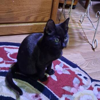 Onyx -  Domestic Short Hair Cat for Adoption in Buffalo, New York - Onyx | PetCurious