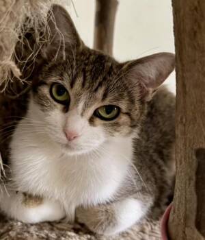 Minjee -  Domestic Short Hair Cat for Adoption in Cincinnati, Ohio - Minjee | PetCurious