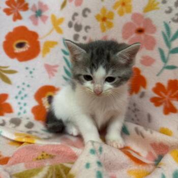 Norwegian Forest Cat and Maine Coon Cats Available for Adoption in Mount Vernon, Illinois - Mooska | PetCurious
