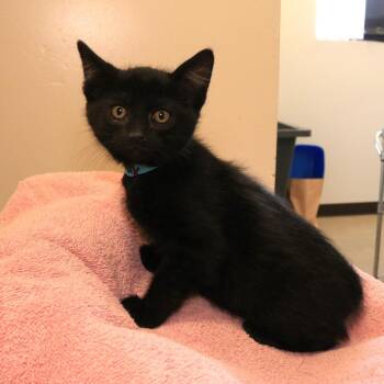Domestic Short Hair Cats Available for Adoption in Rifle, Colorado - Colfax (26-1J-6) | PetCurious