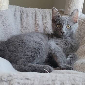 Bilbao -  Domestic Short Hair Cat for Adoption in Litchfield Park, Arizona - Bilbao | PetCurious