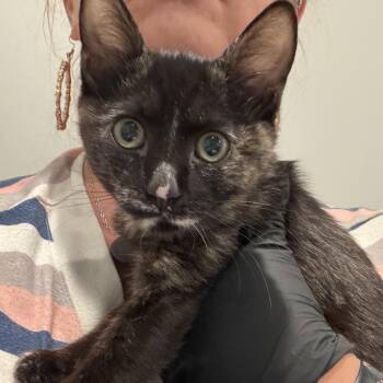 Duchess -  Domestic Short Hair Cat for Adoption in Grantsville, Utah - Duchess | PetCurious