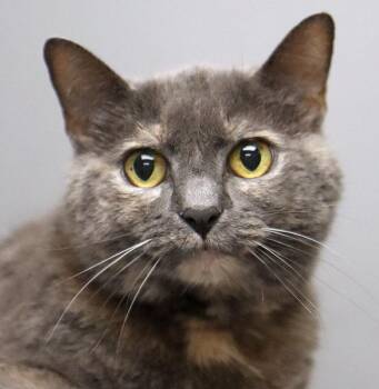 Florence (AO08977) -  Domestic Short Hair Cat for Adoption in Kansas City, Kansas - Florence (AO08977) | PetCurious