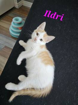 ildri -  Domestic Short Hair Cat for Adoption in Kitchener, Ontario - Ildri | PetCurious