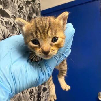 Domestic Short Hair Cats Available for Adoption in Wahiawa, Hawaii - Samantha | PetCurious