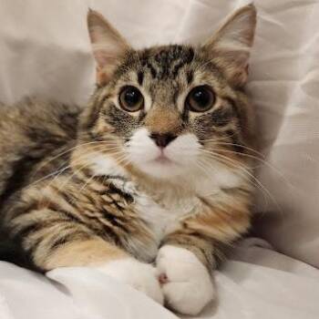 Dior Sauvage -  Torbie and Domestic Short Hair Cat for Adoption in Sacramento, California - Dior Sauvage | PetCurious