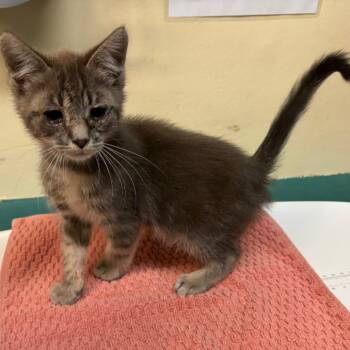 Boogie -  Domestic Short Hair Cat for Adoption in Pasadena, California - Boogie | PetCurious