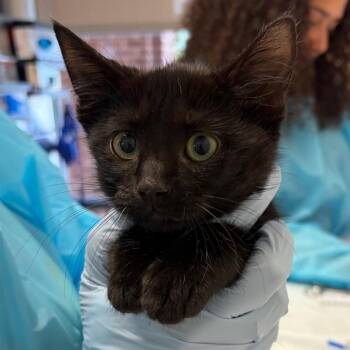 Nike -  Domestic Short Hair Cat for Adoption in Nashville, Tennessee - Nike | PetCurious